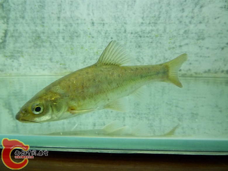 P1130129_副本.jpg