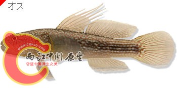 Tridentiger obscurus.jpg