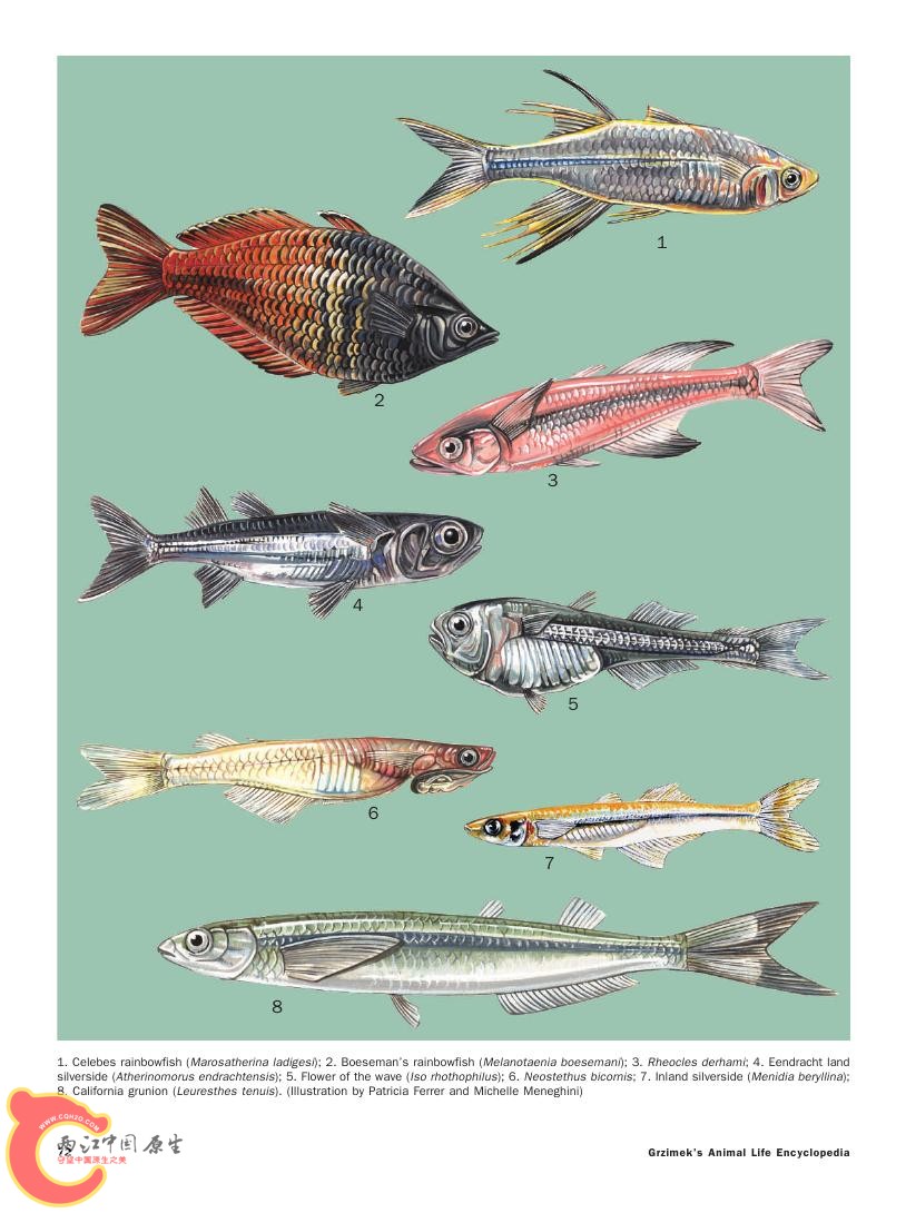 世界鱼类图鉴0052.jpg