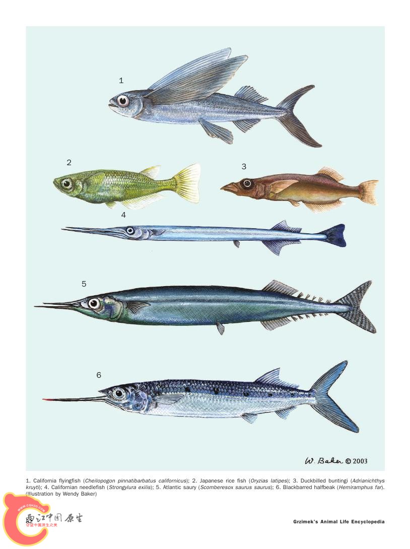 世界鱼类图鉴0053.jpg