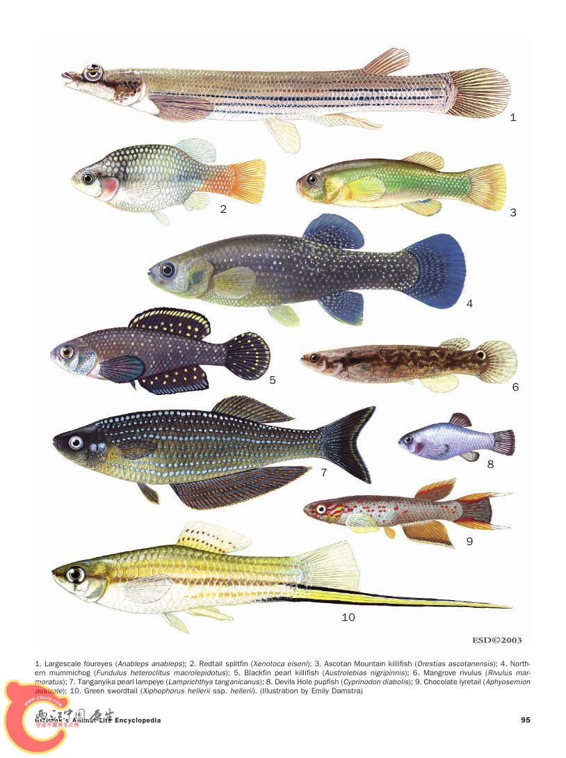 世界鱼类图鉴0054.jpg