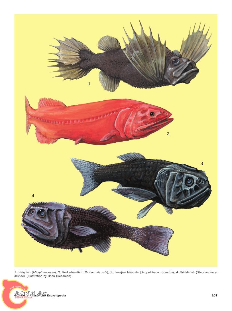 世界鱼类图鉴0055.jpg