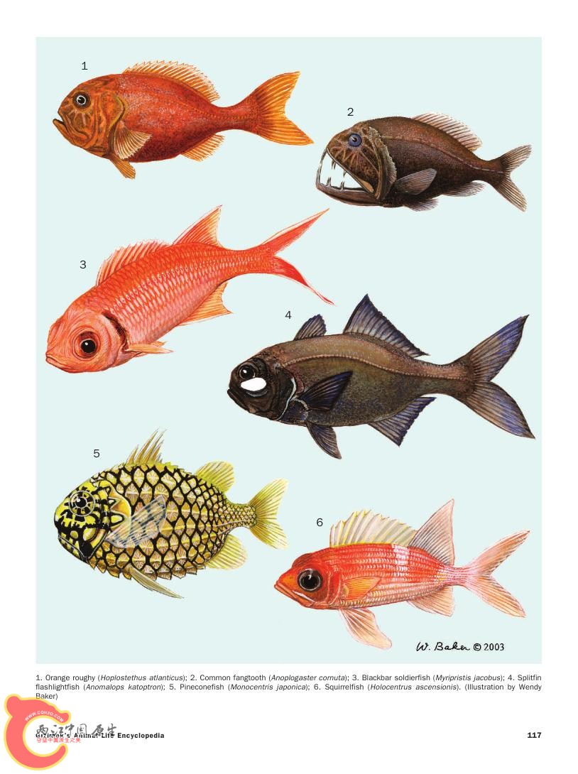 世界鱼类图鉴0056.jpg