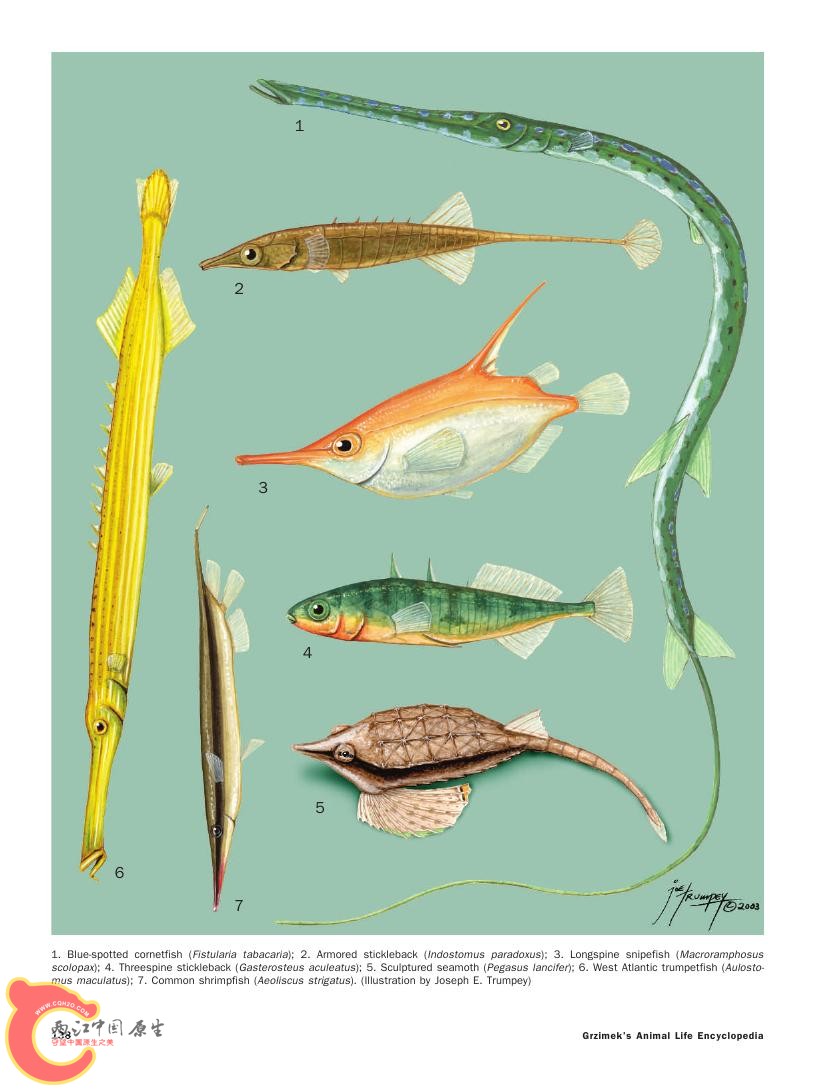 世界鱼类图鉴0059.jpg
