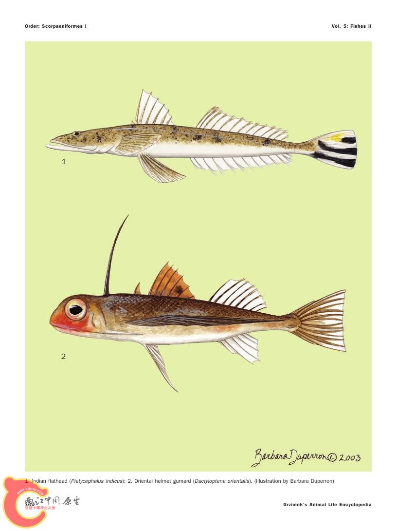 世界鱼类图鉴0061.jpg