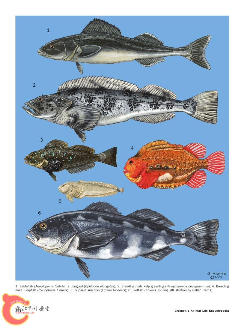 世界鱼类图鉴0064.jpg