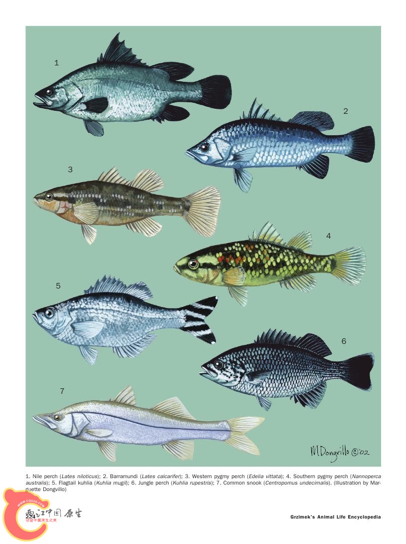 世界鱼类图鉴0070.jpg