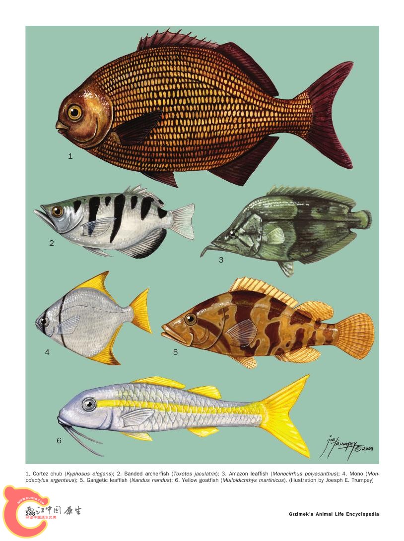 世界鱼类图鉴0072.jpg