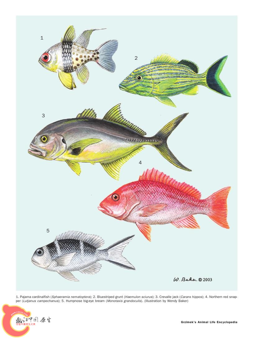 世界鱼类图鉴0073.jpg