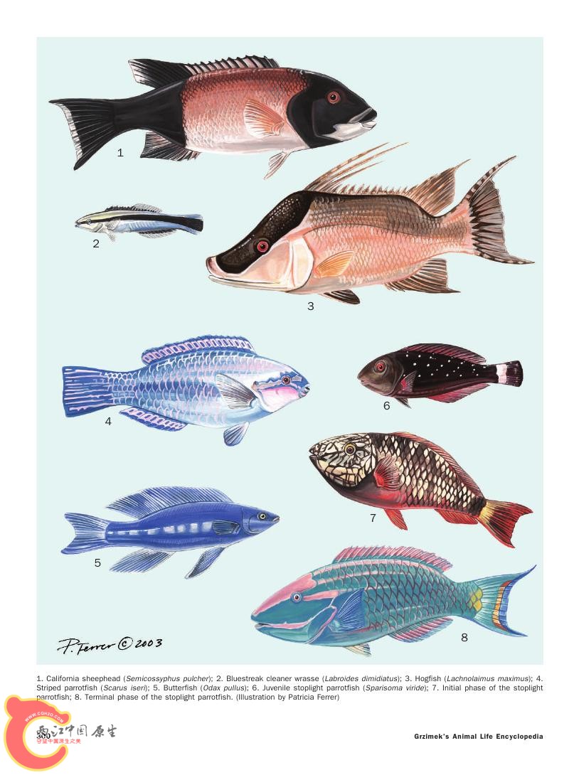 世界鱼类图鉴0078.jpg