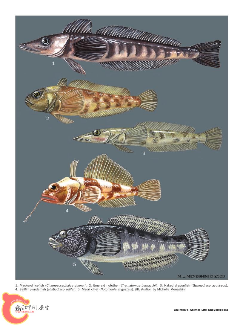 世界鱼类图鉴0080.jpg