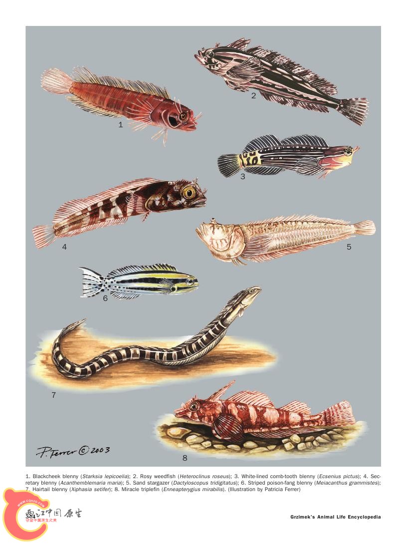 世界鱼类图鉴0082.jpg
