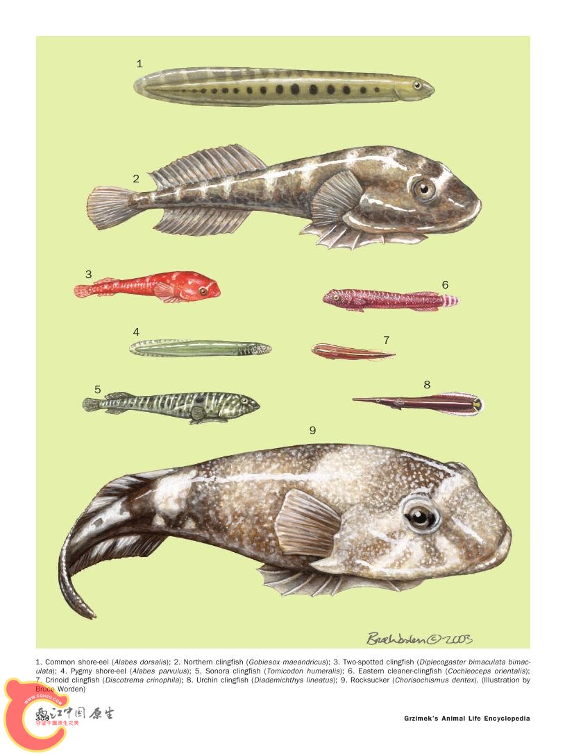 世界鱼类图鉴0083.jpg
