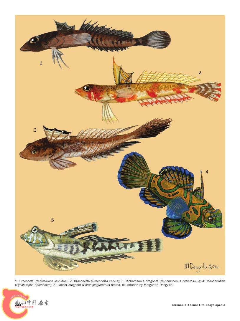 世界鱼类图鉴0084.jpg