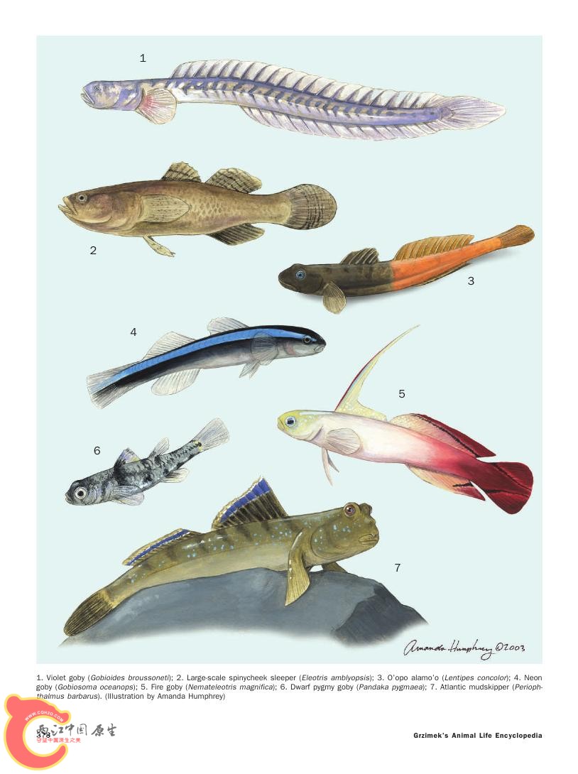 世界鱼类图鉴0085.jpg