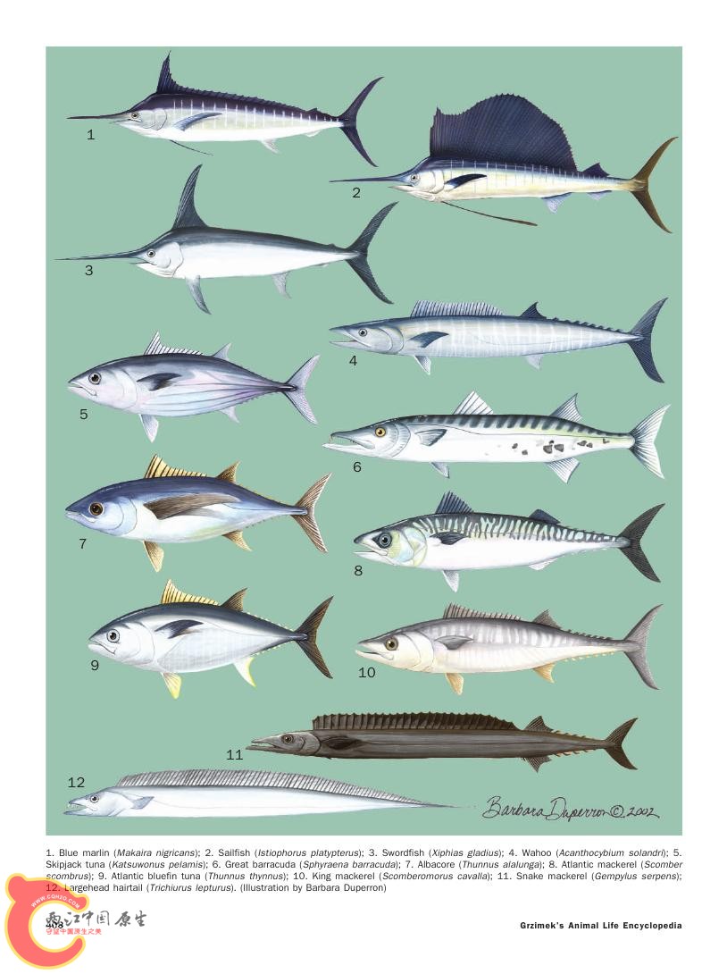 世界鱼类图鉴0089.jpg
