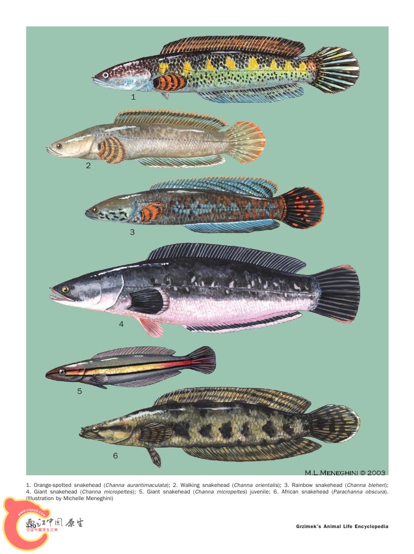 世界鱼类图鉴0092.jpg