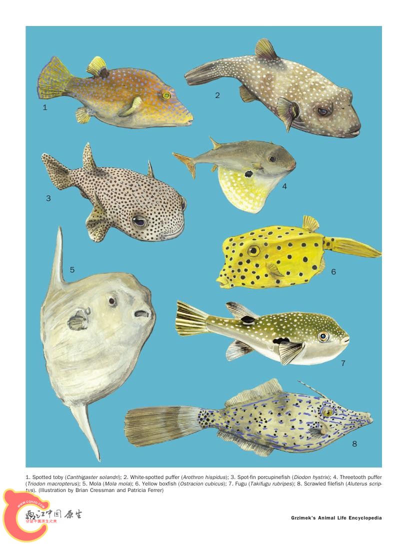 世界鱼类图鉴0095.jpg