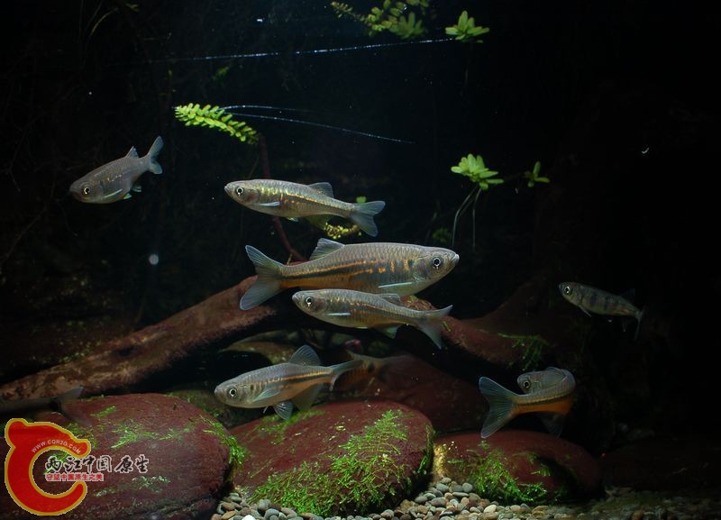DSC_a9009.jpg