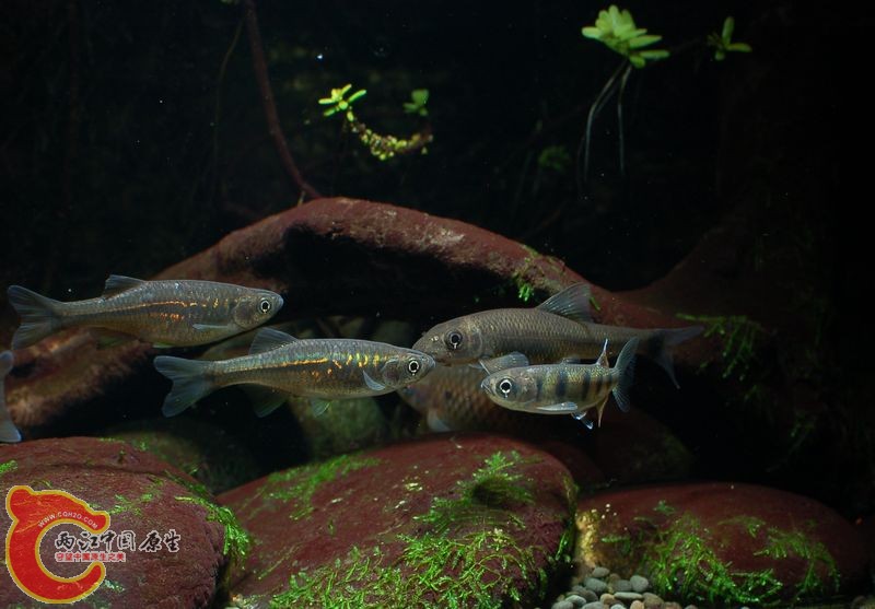 DSC_a9012.jpg