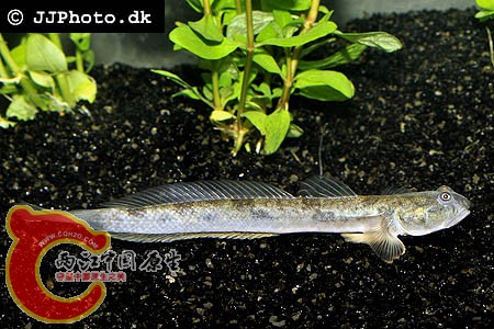 白鸽鱼(蜥形副平牙鰕虎鱼Parapocryptes serperaster) (2).jpg