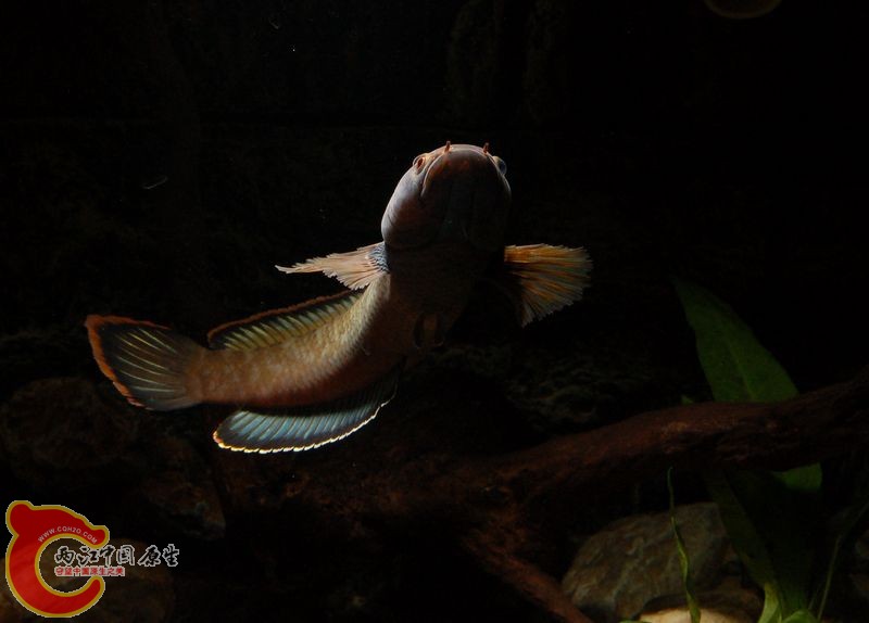 DSC_b7871.jpg