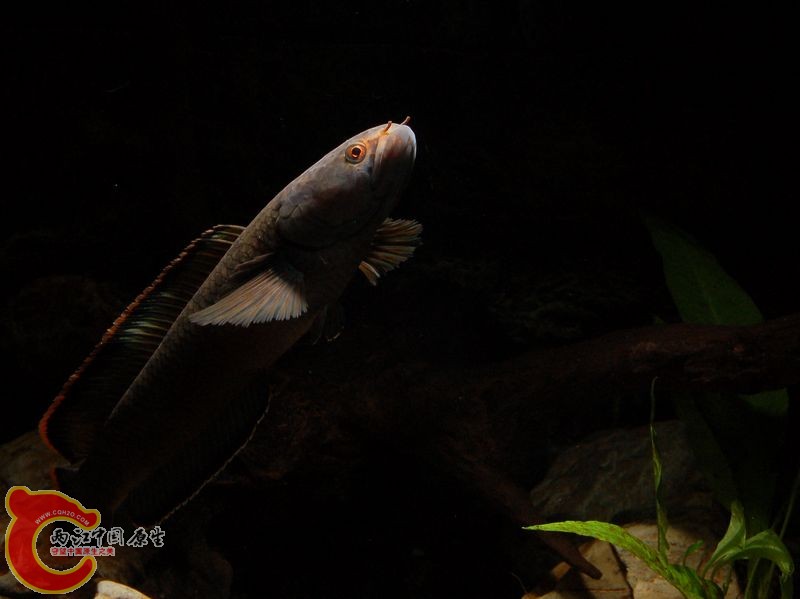 DSC_b7867.jpg