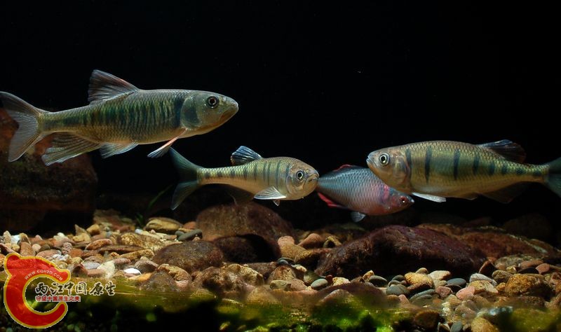 DSC_c8705.jpg
