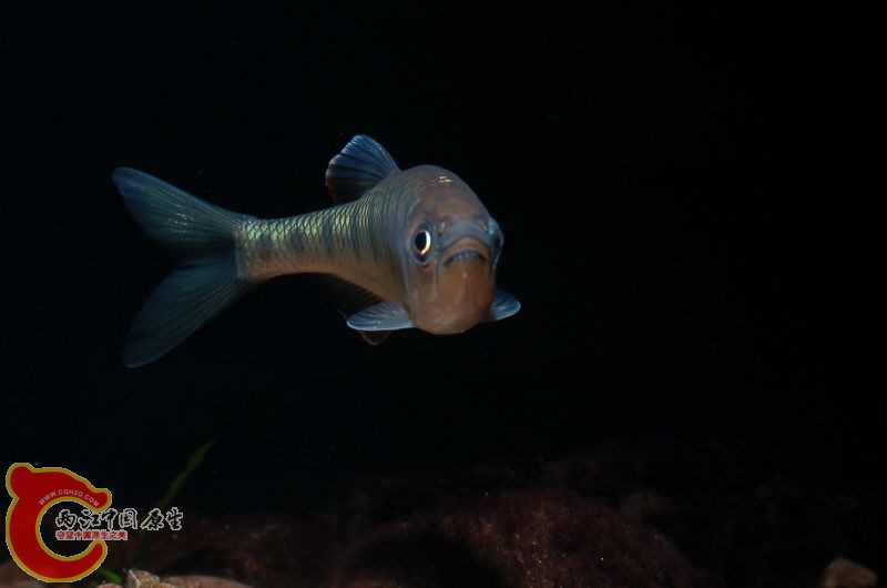 DSC_c8981.jpg