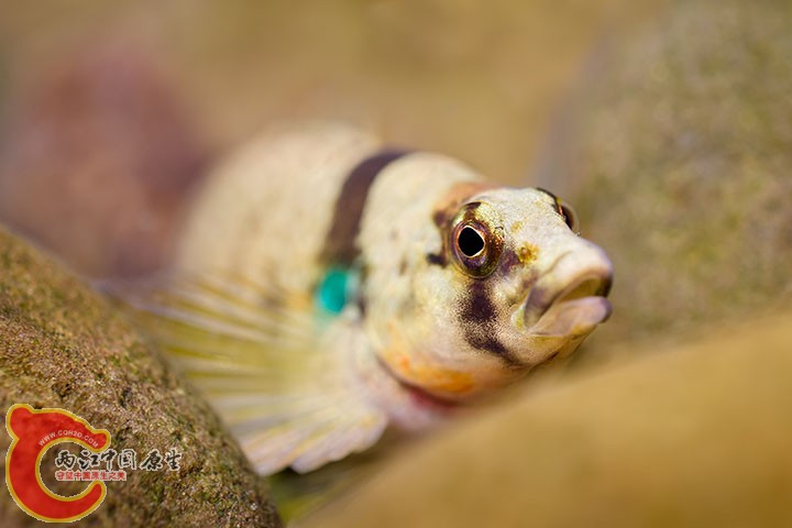 Yoke Darter 2.jpg
