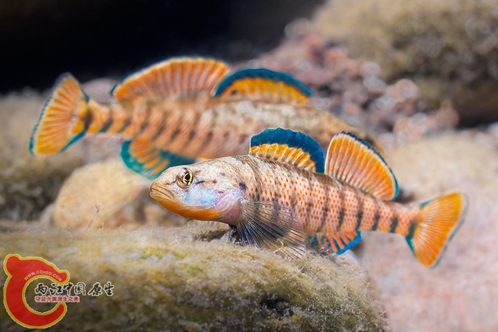 Rainbow Darters.jpg