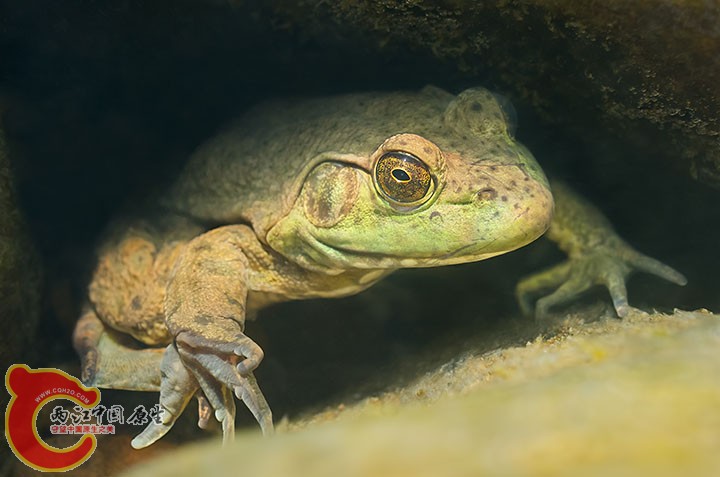 Bullfrog 4.jpg