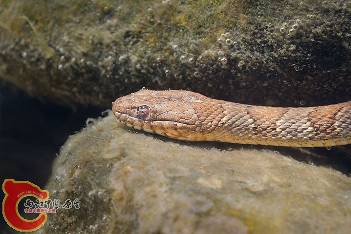 Midland Watersnake.jpg