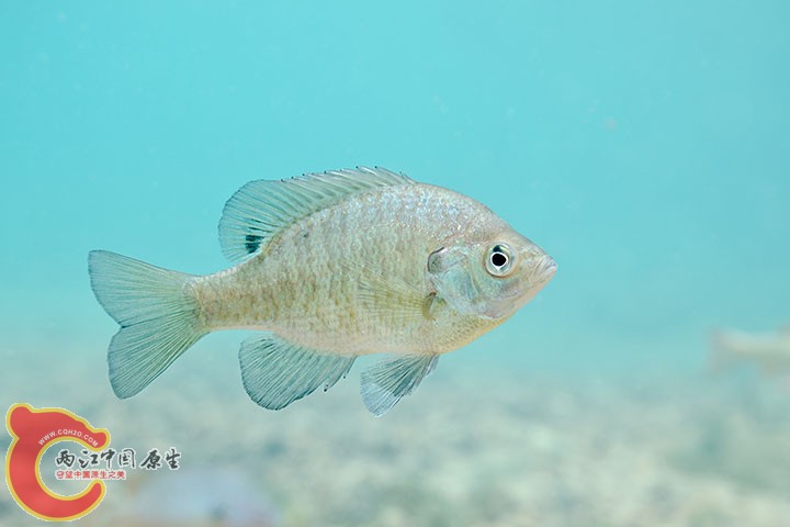 Bluegill.jpg