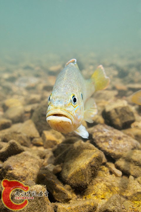 Green Sunfish 2.jpg