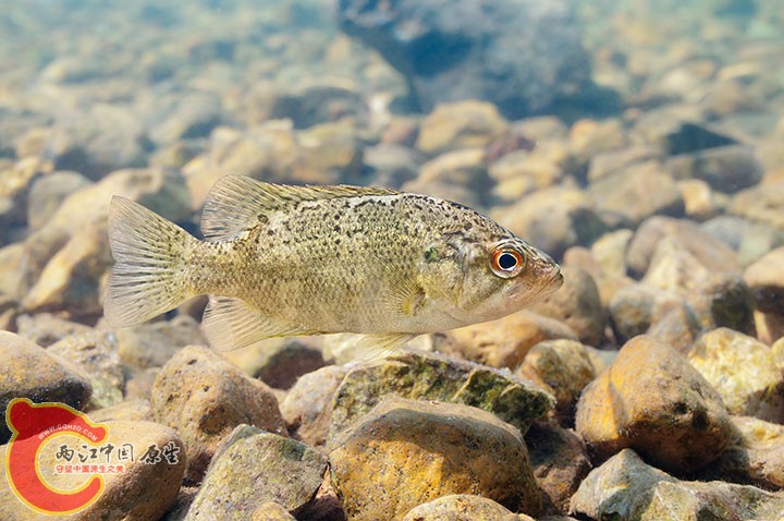 Ozark Bass.jpg