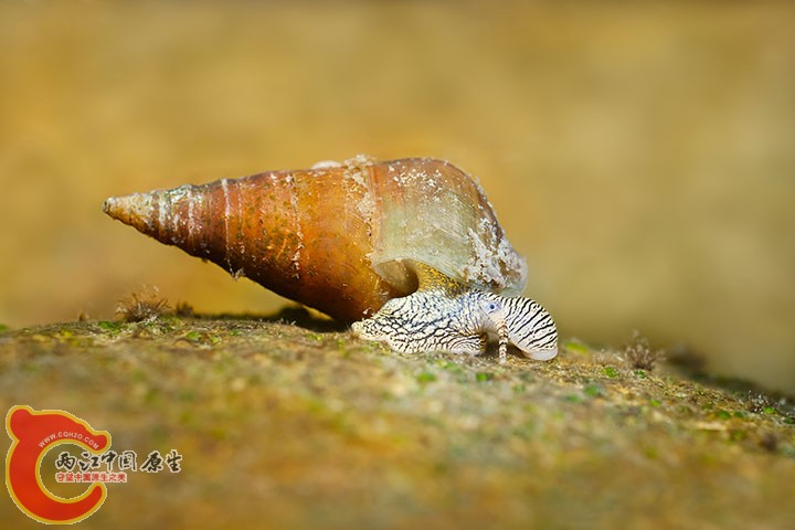 Snail.jpg