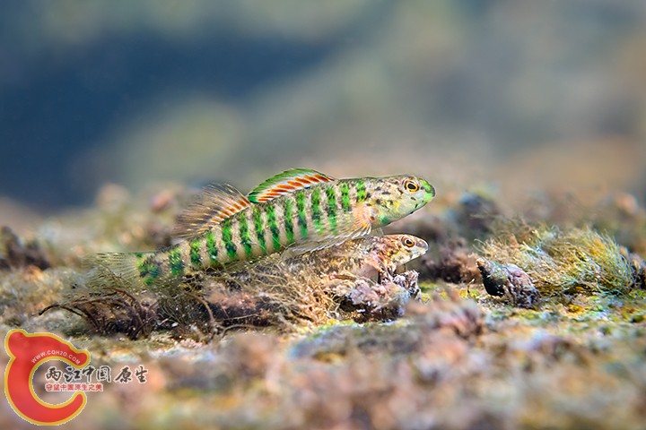 Banded Darters.jpg