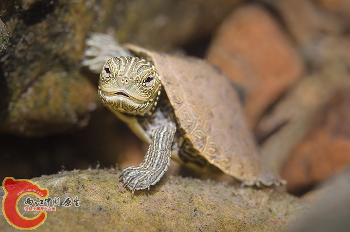 Map Turtle.jpg