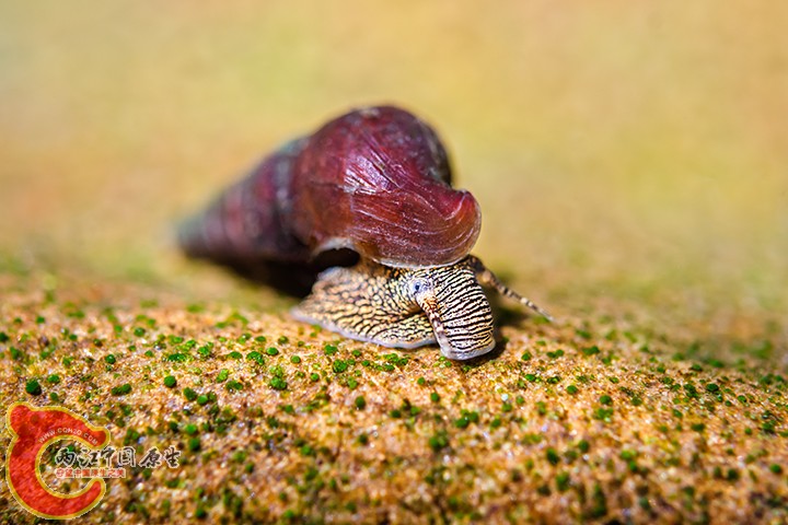 Snail 2.jpg