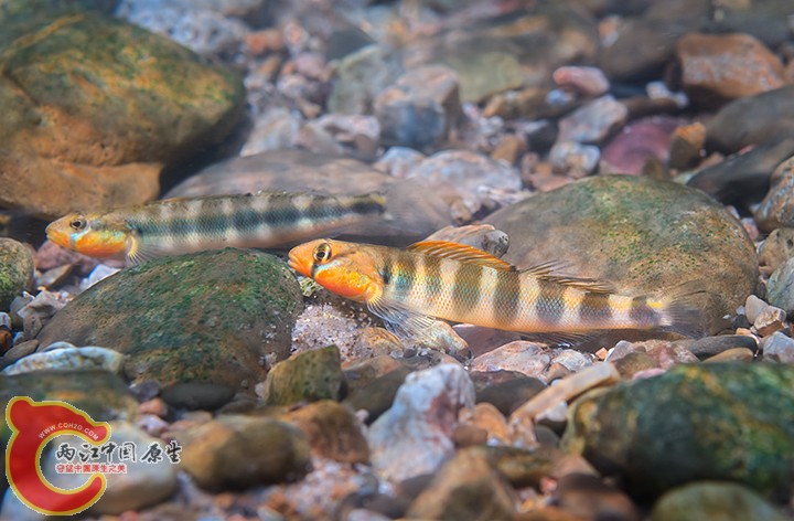 Gilt Darters.jpg