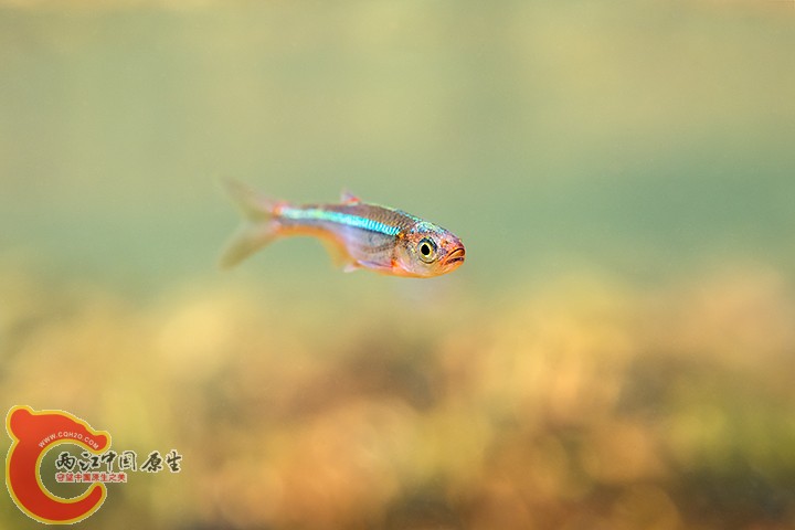 Rosyface Shiner.jpg
