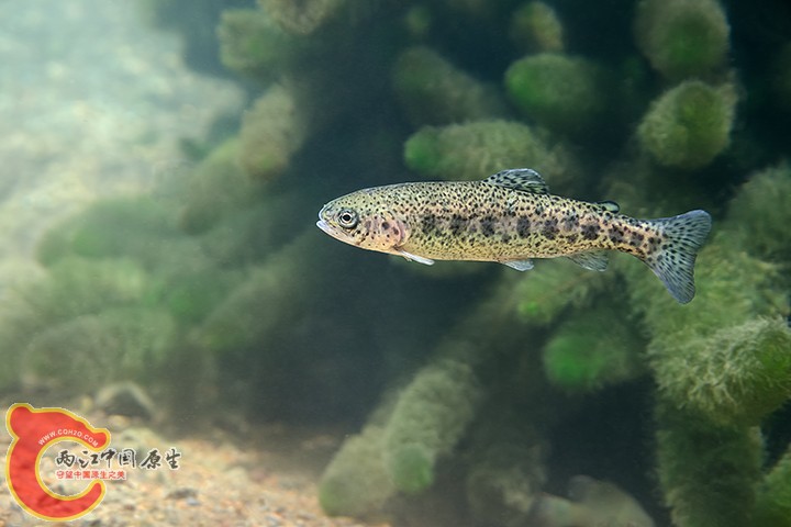 Rainbow Trout 4.jpg