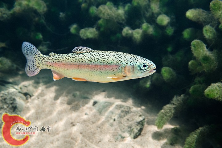 Rainbow Trout.jpg