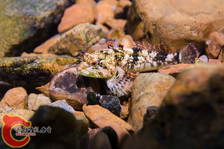 Knobfin Sculpin 2.jpg