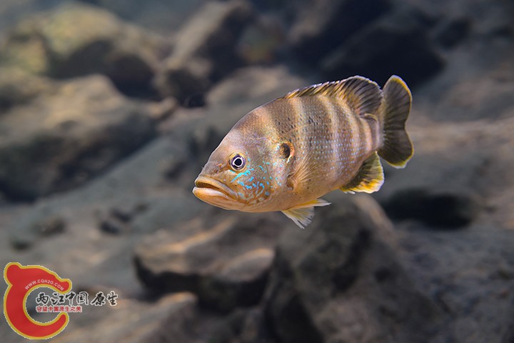 Green Sunfish 3.jpg