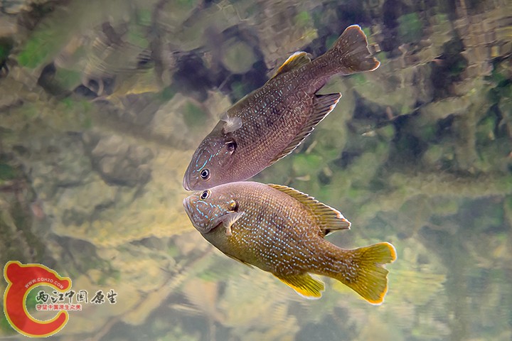 Green Sunfish 5.jpg