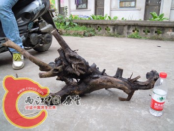 DSCN2219.jpg