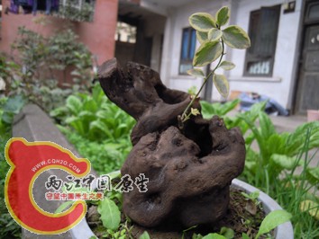 DSCN2265.jpg
