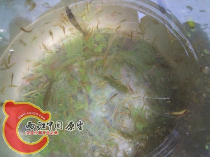DSCN2286.jpg